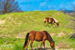 shackleford-banks_rachelcarter_18Aug2021_8891-Edit_web-size