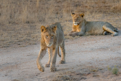 1_south-africa-11Jul2023_rachel-carter_ILCE-7RM5_FE-70-200mm-F2.8-GM-OSS-II_0143_web-size