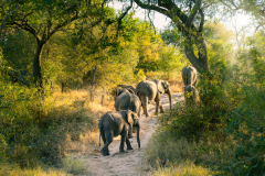 south-africa-11Jul2023_rachel-carter_ILCE-7M4_FE-20-70mm-F4-G_06645-Enhanced-NR-Edit_web-size