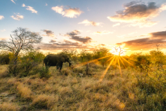 south-africa-11Jul2023_rachel-carter_ILCE-7M4_FE-20-70mm-F4-G_06953-Enhanced-NR-Edit_web-size
