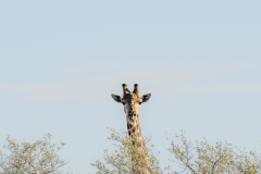 south-africa-11Jul2023_rachel-carter_ILCE-7RM5_FE-70-200mm-F2.8-GM-OSS-II-2X-Teleconverter_0190_web-size