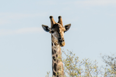 south-africa-11Jul2023_rachel-carter_ILCE-7RM5_FE-70-200mm-F2.8-GM-OSS-II-2X-Teleconverter_0192_web-size