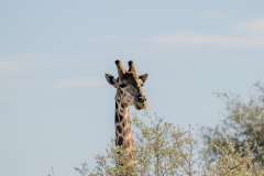 south-africa-11Jul2023_rachel-carter_ILCE-7RM5_FE-70-200mm-F2.8-GM-OSS-II-2X-Teleconverter_0198_web-size