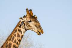 south-africa-11Jul2023_rachel-carter_ILCE-7RM5_FE-70-200mm-F2.8-GM-OSS-II-2X-Teleconverter_0350_web-size