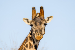 south-africa-11Jul2023_rachel-carter_ILCE-7RM5_FE-70-200mm-F2.8-GM-OSS-II-2X-Teleconverter_0380_web-size