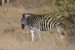 south-africa-11Jul2023_rachel-carter_ILCE-7RM5_FE-70-200mm-F2.8-GM-OSS-II-2X-Teleconverter_0511_web-size