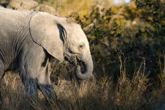 south-africa-11Jul2023_rachel-carter_ILCE-7RM5_FE-70-200mm-F2.8-GM-OSS-II-2X-Teleconverter_0774-Edit_web-size