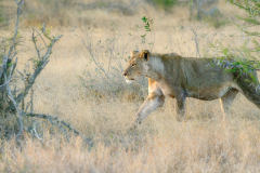 south-africa-11Jul2023_rachel-carter_ILCE-7RM5_FE-70-200mm-F2.8-GM-OSS-II_0113-Enhanced-NR-Edit_web-size