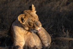 south-africa-12Jul2023_rachel-carter_ILCE-7RM5_FE-70-200mm-F2.8-GM-OSS-II-2X-Teleconverter_1063_web-size