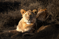 south-africa-12Jul2023_rachel-carter_ILCE-7RM5_FE-70-200mm-F2.8-GM-OSS-II-2X-Teleconverter_1300-Enhanced-NR_web-size