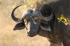 south-africa-12Jul2023_rachel-carter_ILCE-7RM5_FE-70-200mm-F2.8-GM-OSS-II-2X-Teleconverter_1407_web-size