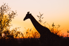 south-africa-12Jul2023_rachel-carter_ILCE-7RM5_FE-70-200mm-F2.8-GM-OSS-II_2446_web-size-2