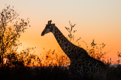 south-africa-12Jul2023_rachel-carter_ILCE-7RM5_FE-70-200mm-F2.8-GM-OSS-II_2446_web-size